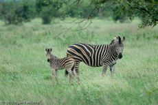 Zebra (25 von 28).jpg